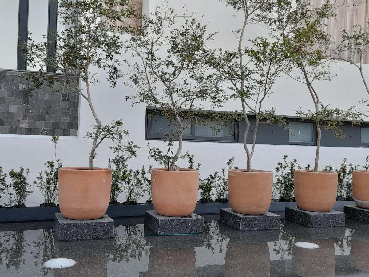 Paisajismo de patio interior con olivos, proyecto Arq. Eduardo Espinosa